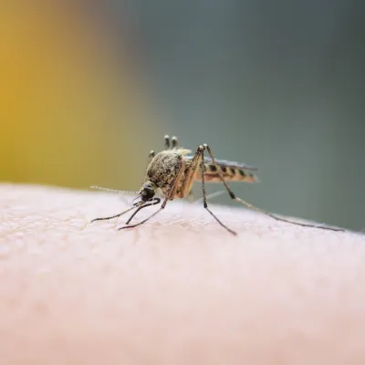 mosquito biting