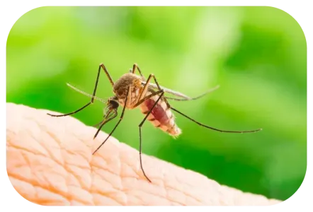 mosquito