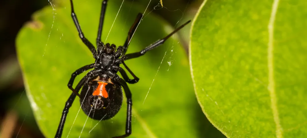 black widow