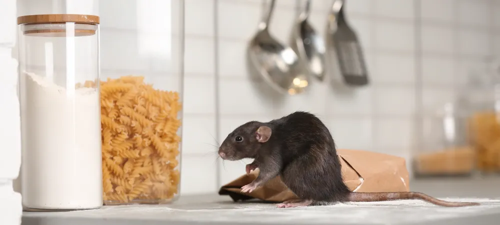 mouse on kitchen counter